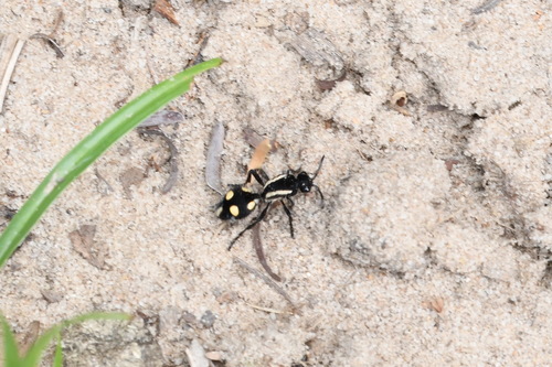 Traumatomutilla juvenilis