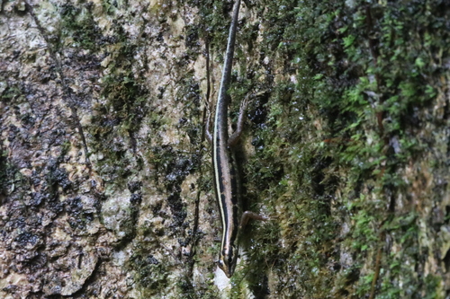 Sphenomorphus sanctus