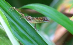 Anolis ventrimaculatus