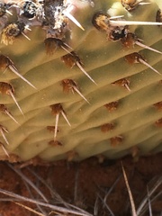 Opuntia aurea