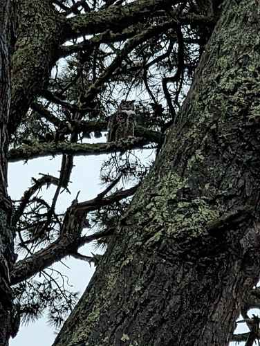 View observation of {o.common_name} on iNaturalist