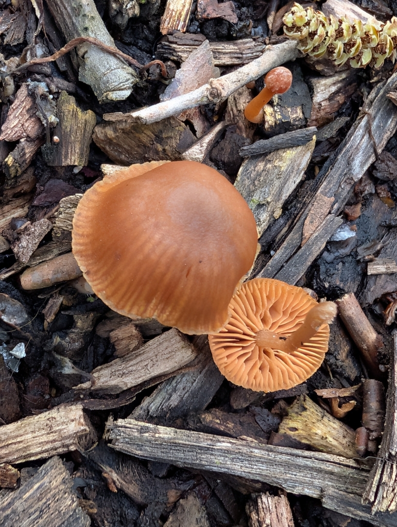 Tubaria furfuracea · February 2026 · photo: © pilmar (iNaturalist, cc0)