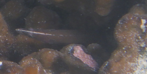 Haliophis guttatus observed 2026-02-02