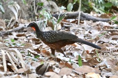 Penelope ochrogaster