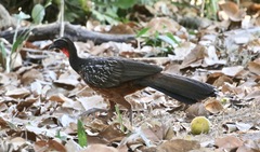 Penelope ochrogaster