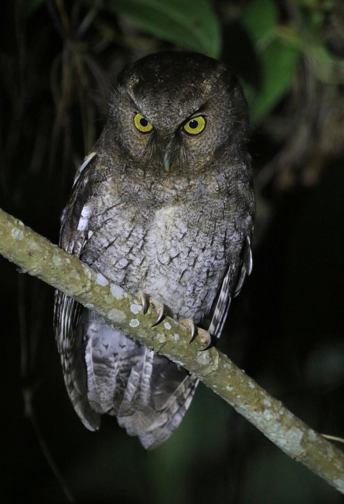 Santa Marta Screech Owl