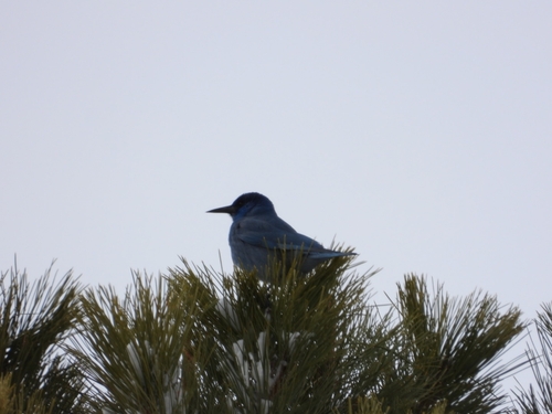 Pinyon Jay (Gymnorhinus cyanocephalus), photo 5