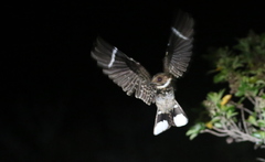 Band-Winged Nightjar photo 3