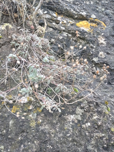 Hoary Rockrose (Helianthemum canum)