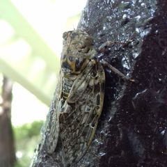 Platypleura kaempferi