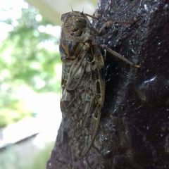 Platypleura kaempferi