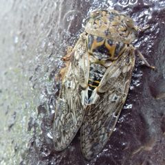 Platypleura kaempferi