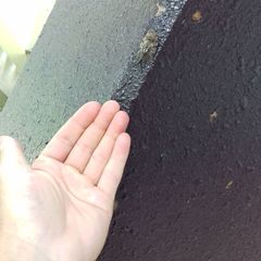 Platypleura kaempferi