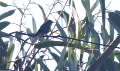 Ramphomicron dorsale