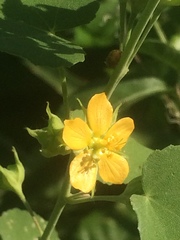 Abutilon viscosum