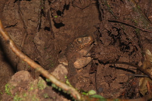 Phrynoidis asper