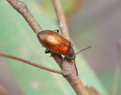 Metriolagria affinis
