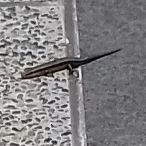 Plestiodon japonicus