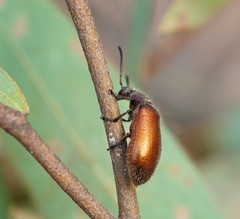Metriolagria affinis