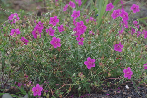 Geranium soboliferum iNat (2)