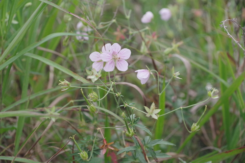 Geranium krameri iNat (1)