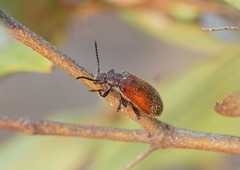 Metriolagria affinis