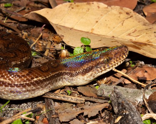 Campina Grande Rainbow Boa
