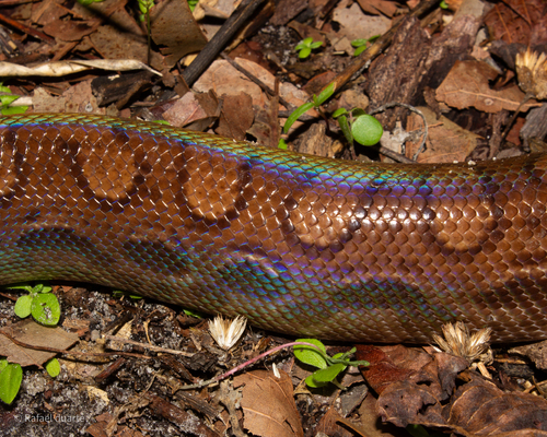 Campina Grande Rainbow Boa