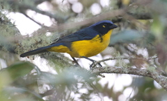 Anisognathus melanogenys
