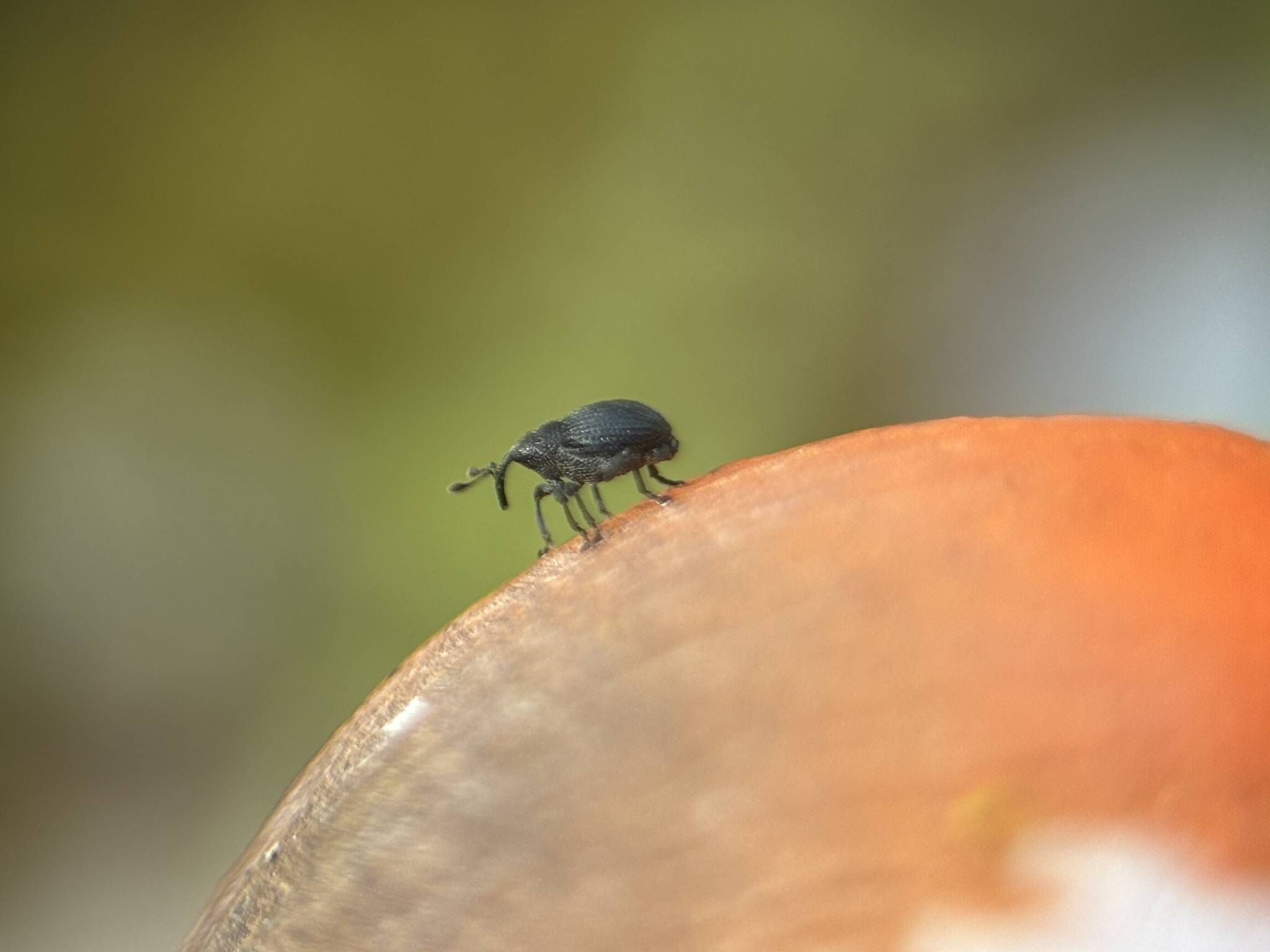 Ceutorhynchus obstrictus