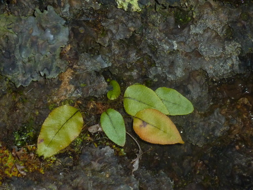 Elaphoglossum hybridum image