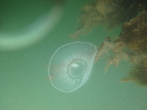 Équorée de verre
