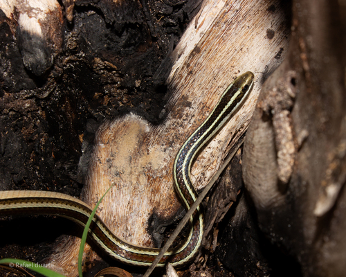 Lema's Ground Snake