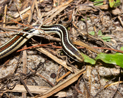 Lema's Ground Snake