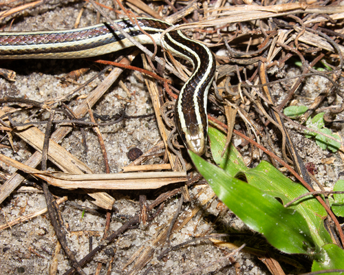 Lema's Ground Snake