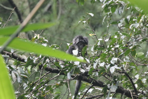 Trachypithecus auratus