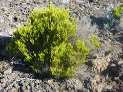 Erica reunionensis image