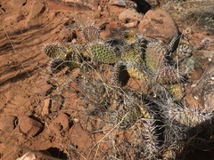 Opuntia aurea