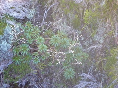 Faujasia salicifolia