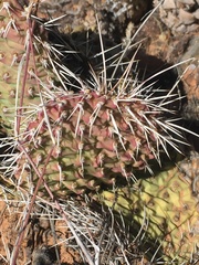 Opuntia aurea