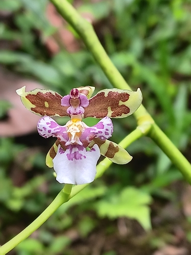 Cyrtochiloides riopalenqueana