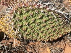 Opuntia aurea