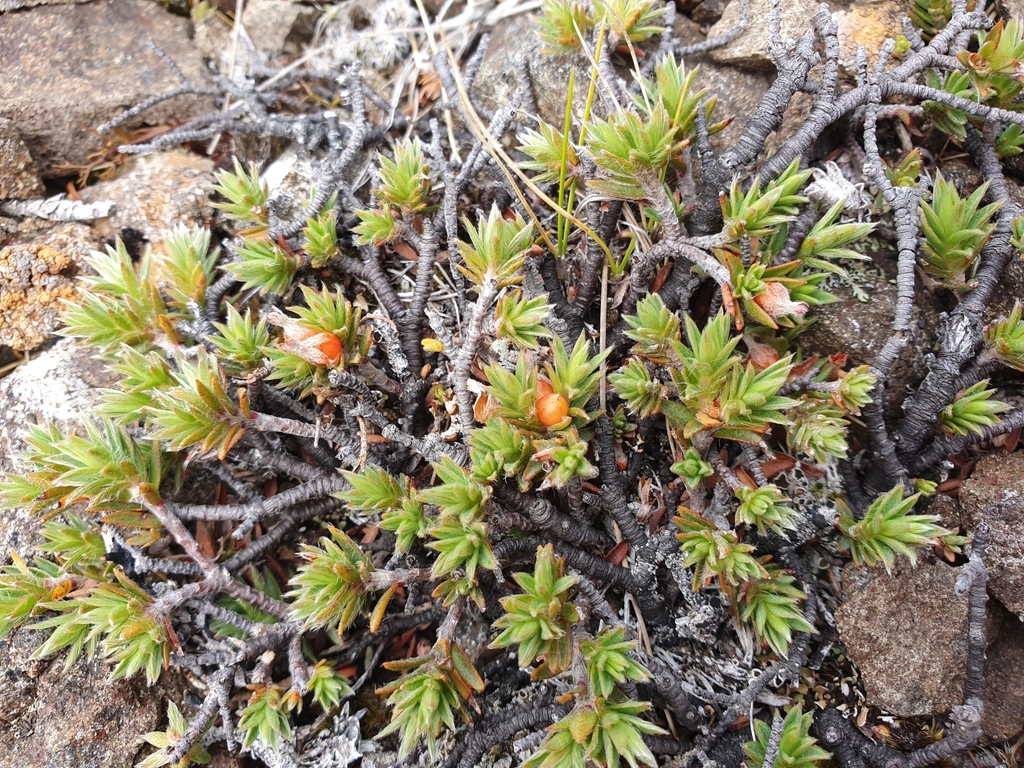 Pimelea notia, Beaumont 9689, New Zealand, by john_barkla