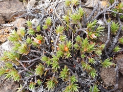 Pimelea notia