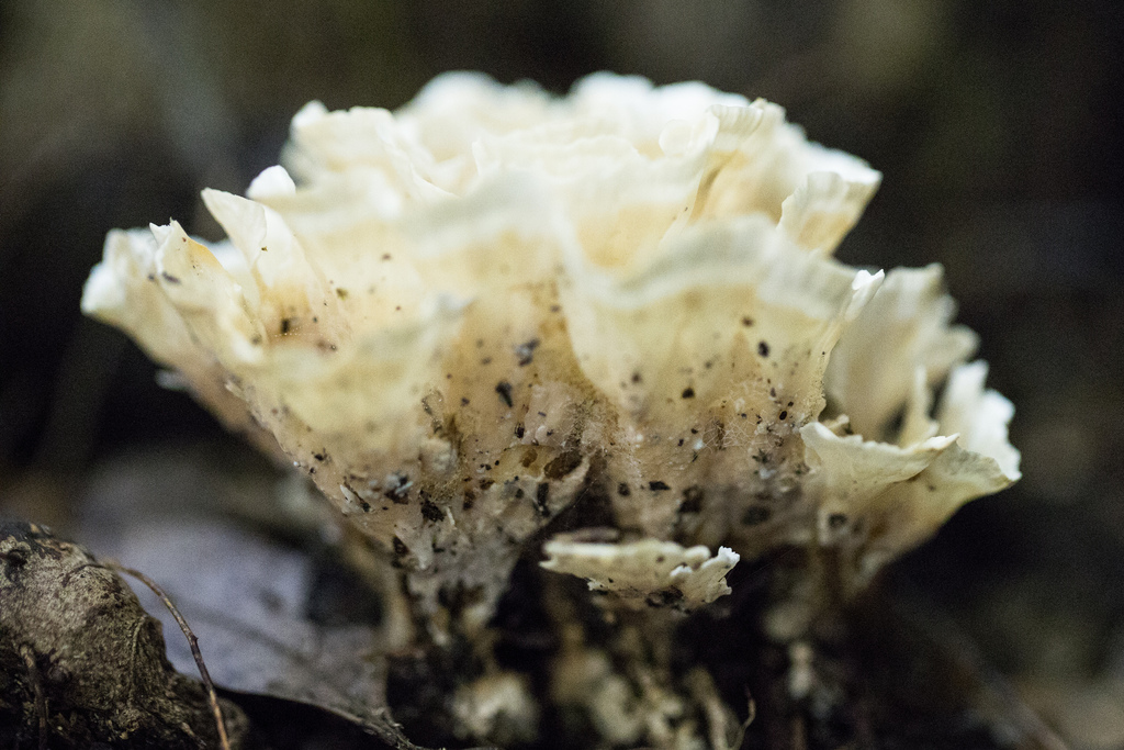 Irpex rosettiformis · February 2026 · photo: © ftsautter (iNaturalist, cc0)