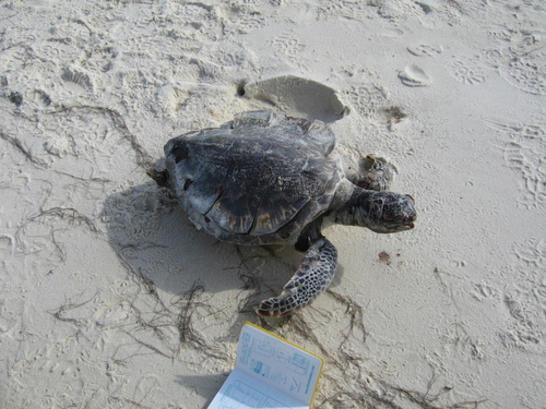Green Sea Turtle photographed in Mississippi