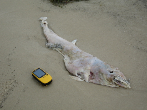 Common Bottlenose Dolphin photographed in Mississippi