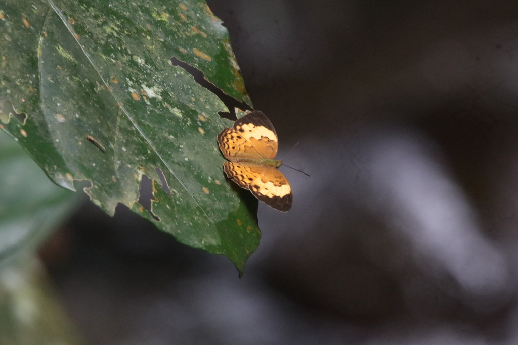 Cupha erymanthis (Cupha erymanthis)