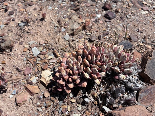 Cheiridopsis meyeri