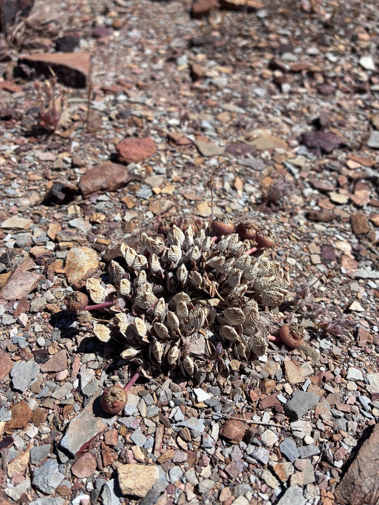Cheiridopsis meyeri N.E.Br.